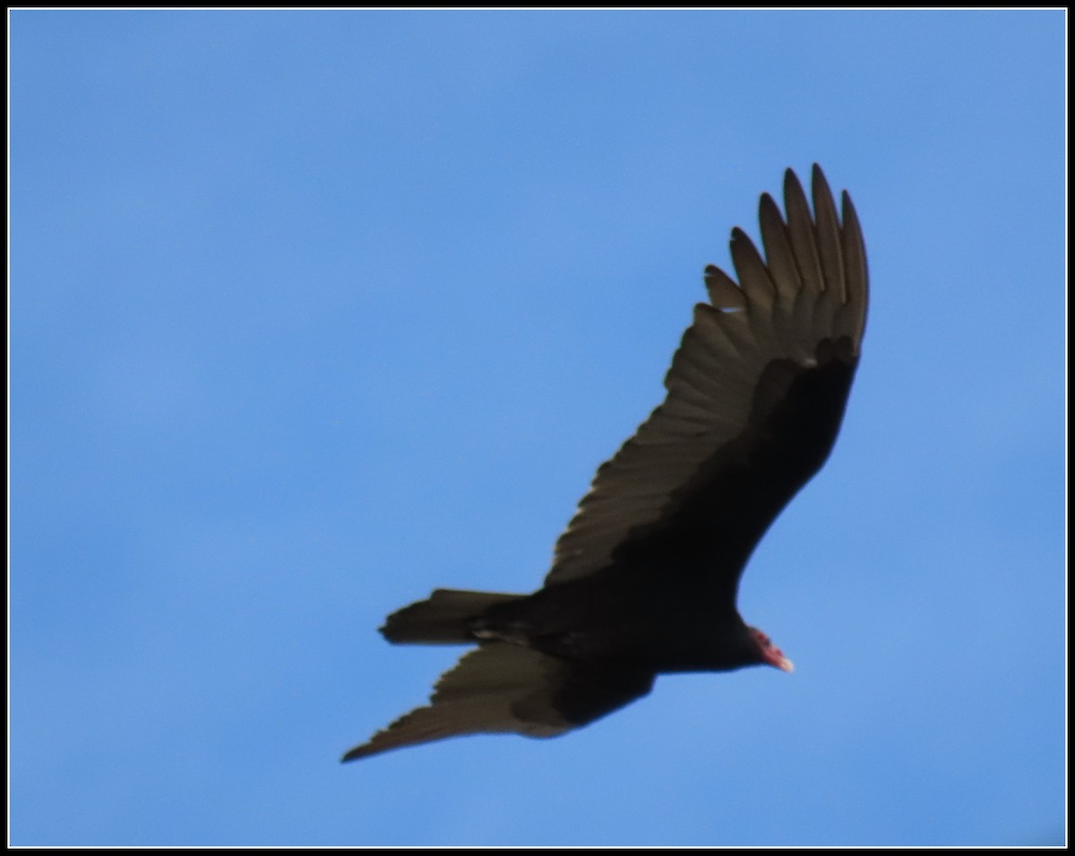 Turkey Vulture - Peter Gordon