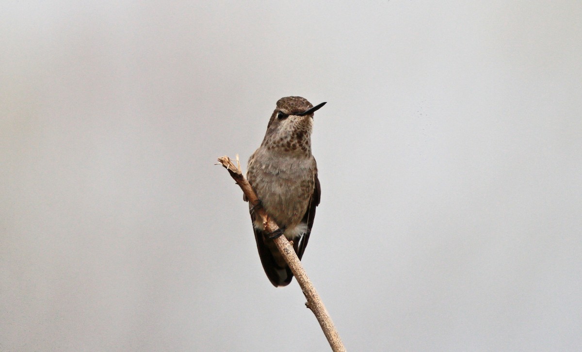 Anna's Hummingbird - ML299480601