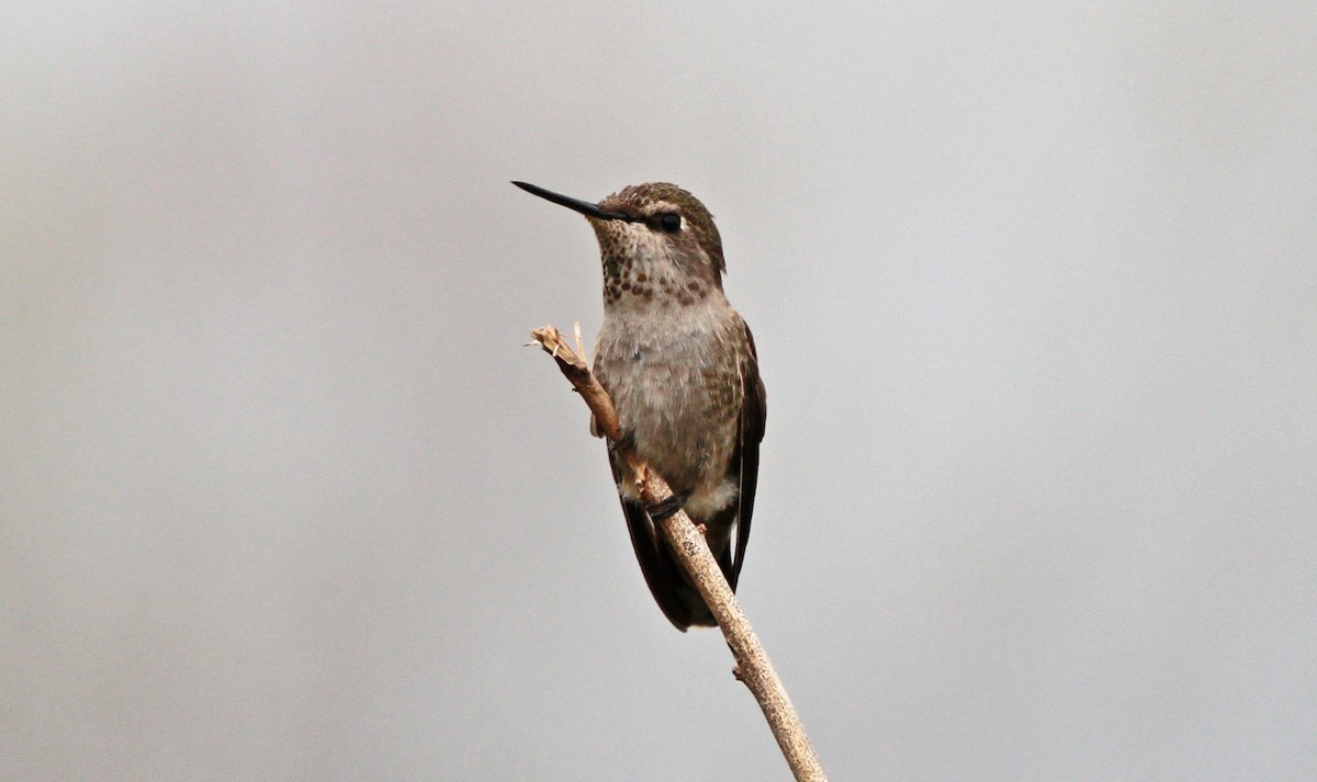 Anna's Hummingbird - ML299480631