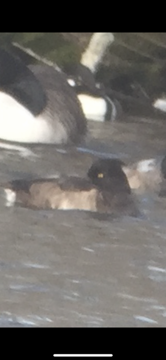 Tufted Duck - ML299488271