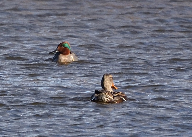 Green-winged Teal - ML299489891