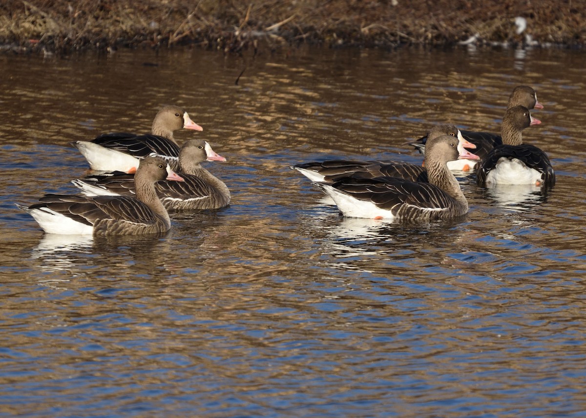 Greater White-fronted Goose - ML299490631