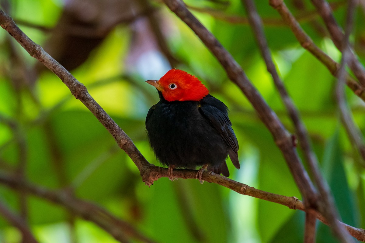 Red-capped Manakin - ML299492831