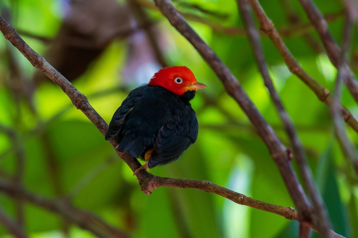Red-capped Manakin - ML299492841