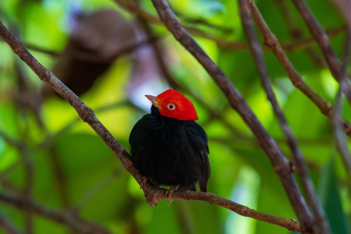 Red-capped Manakin - ML299492851