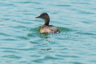 Little Grebe, ML299495411