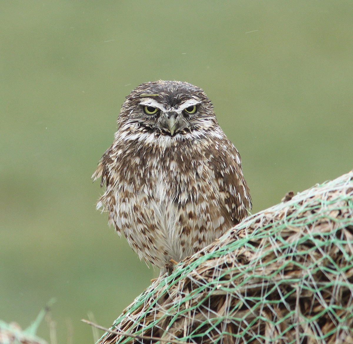 Burrowing Owl - Randy Pinkston
