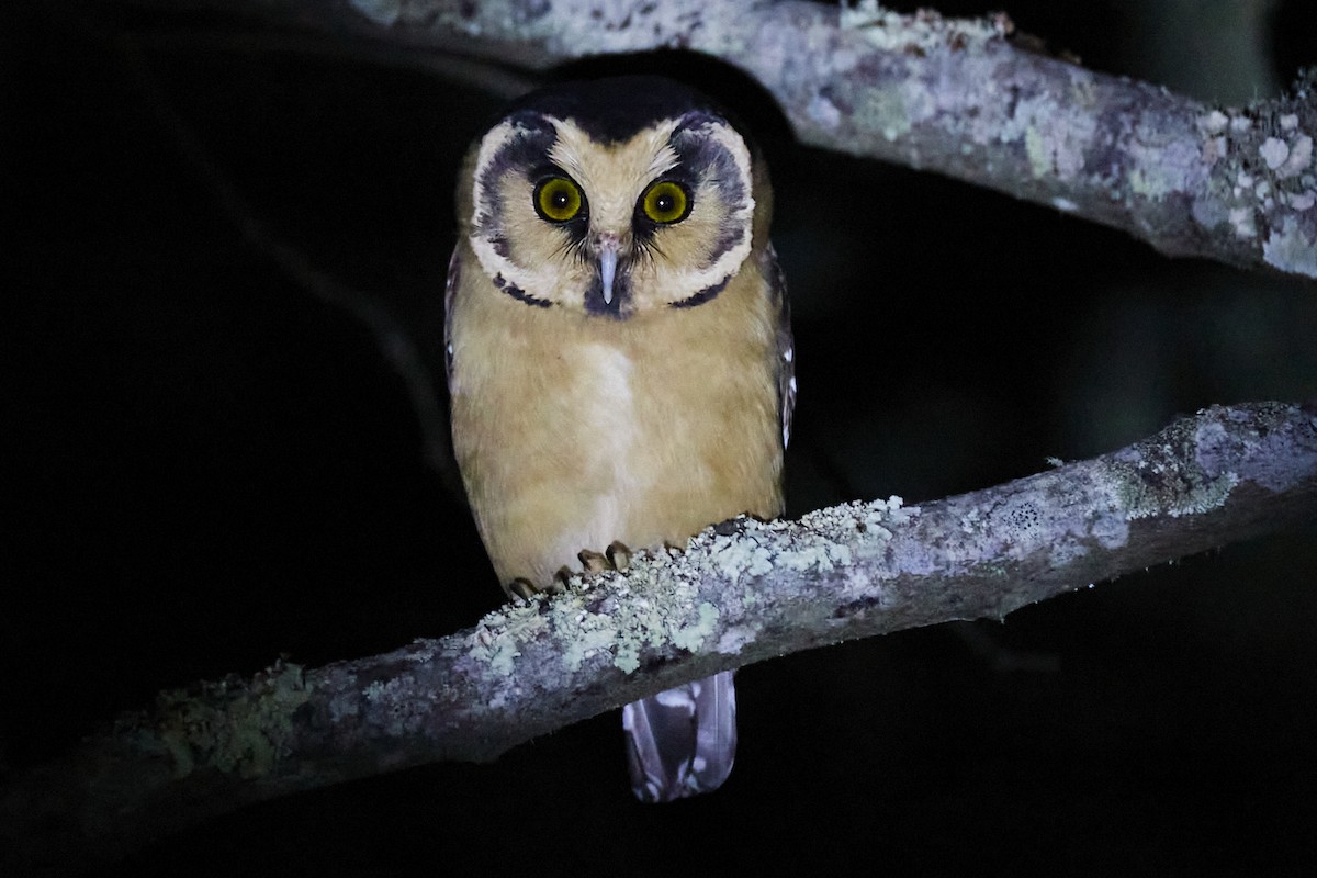 Buff-fronted Owl - ML299499551