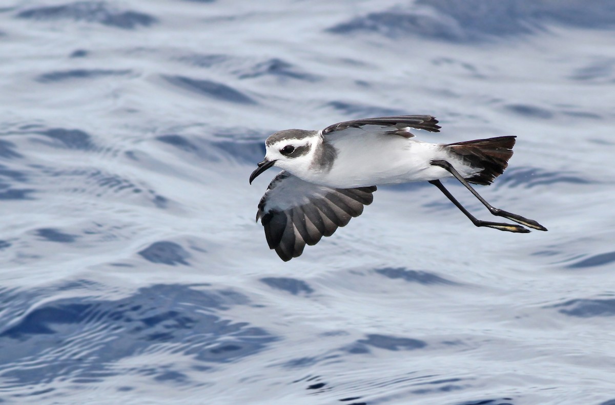 White-faced Storm-Petrel - ML299504991