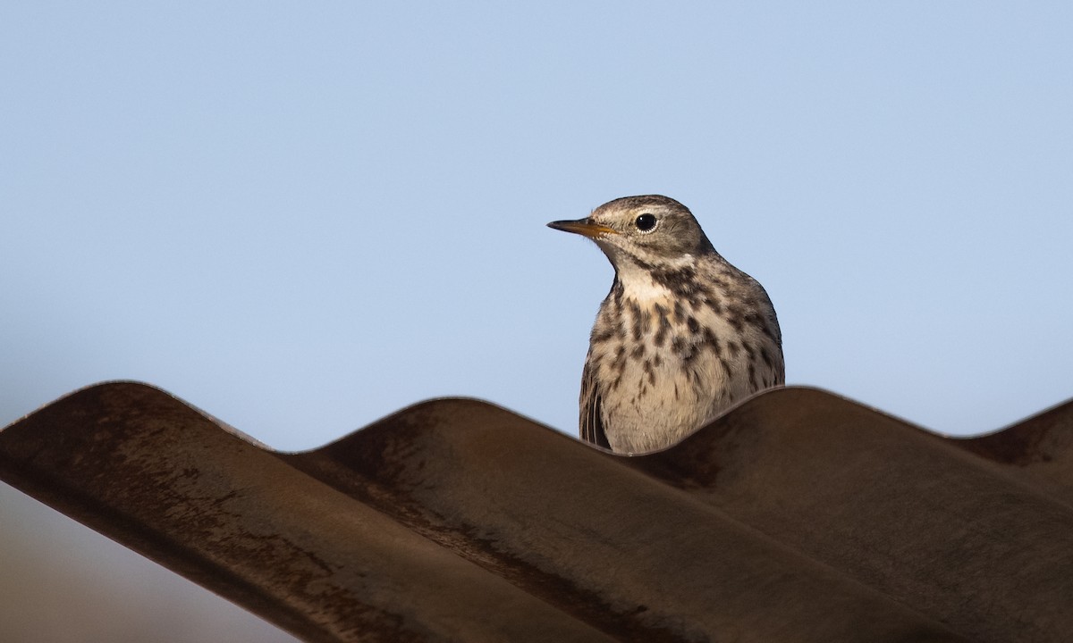 American Pipit (rubescens Group) - ML299505421
