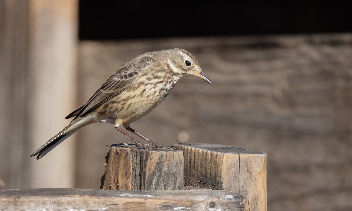 American Pipit (rubescens Group) - ML299505501