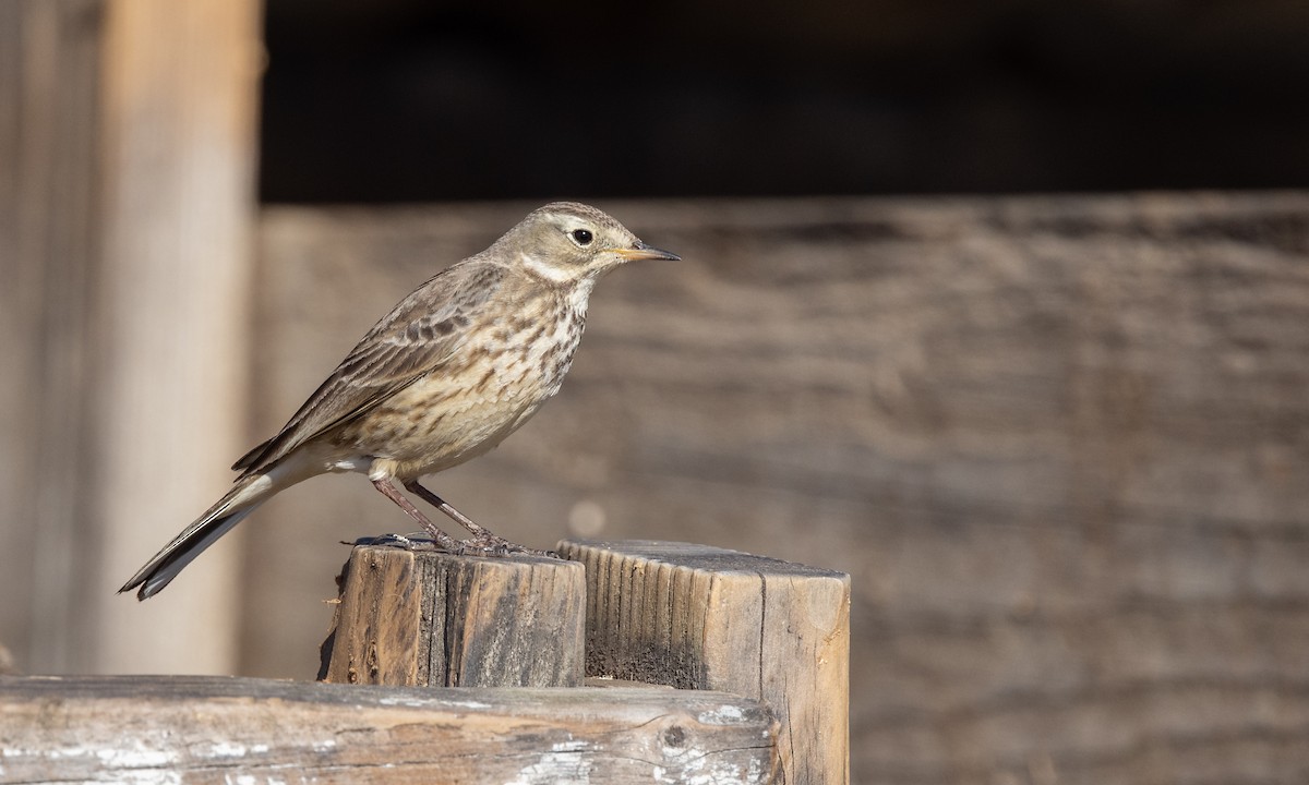 American Pipit (rubescens Group) - ML299505551