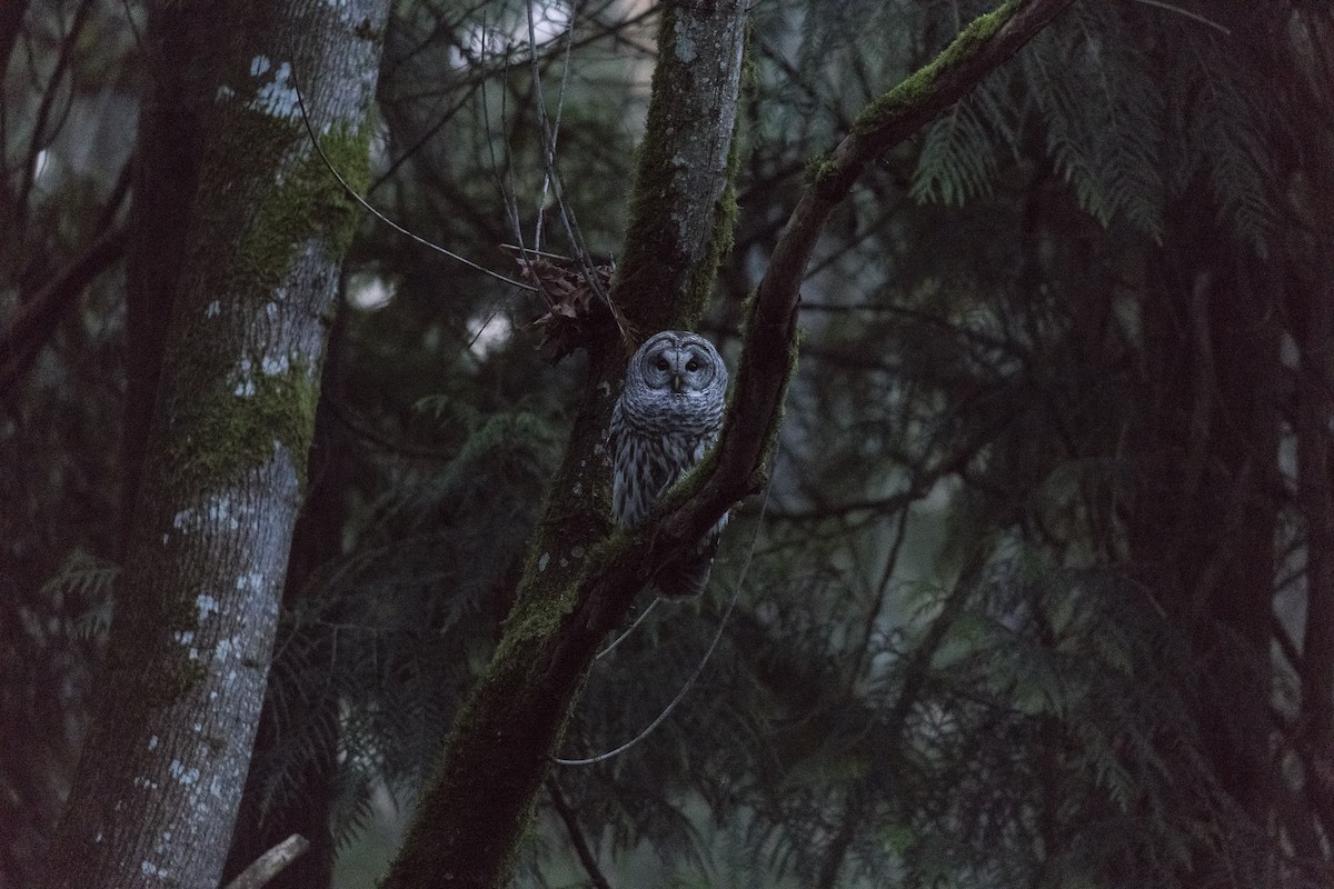 Barred Owl - Anthony Gliozzo
