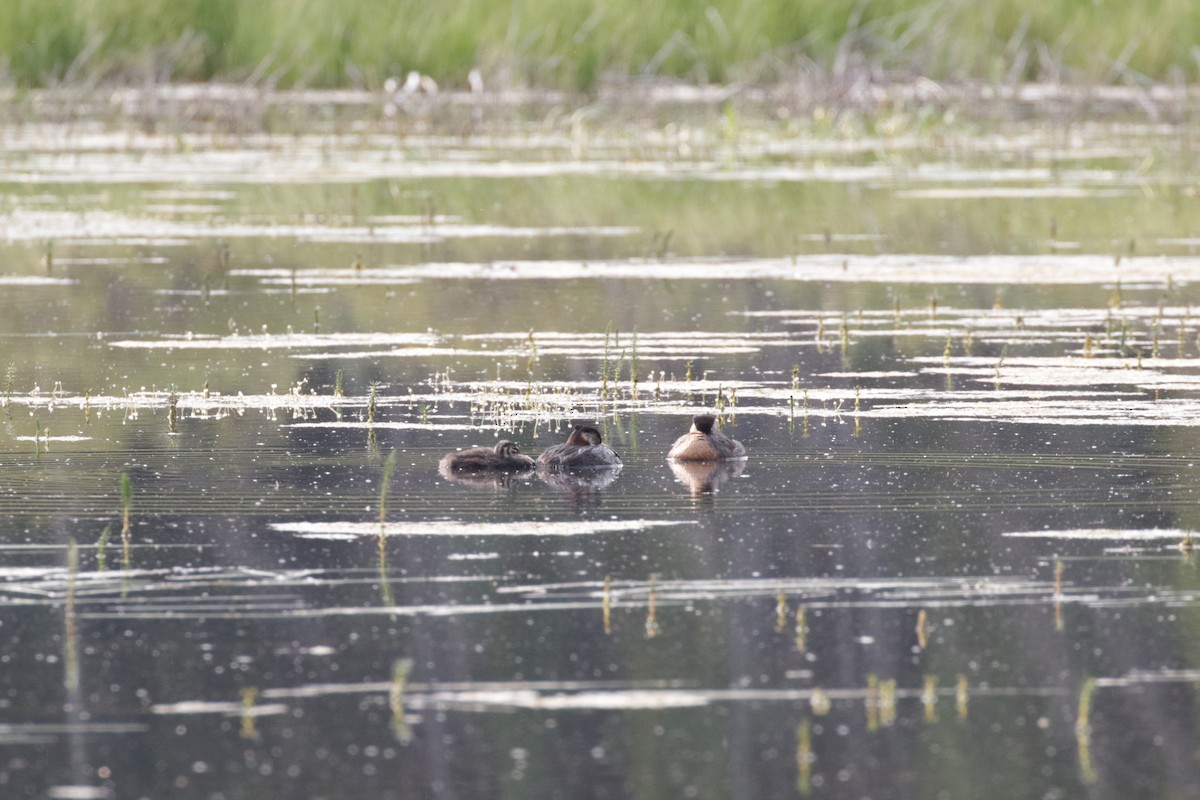 Red-necked Grebe - ML299507431