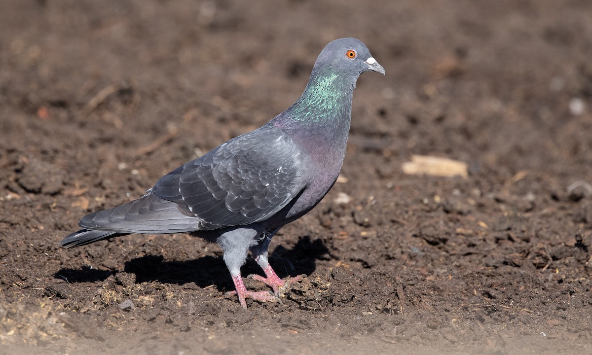 Rock Pigeon (Feral Pigeon) - ML299508651