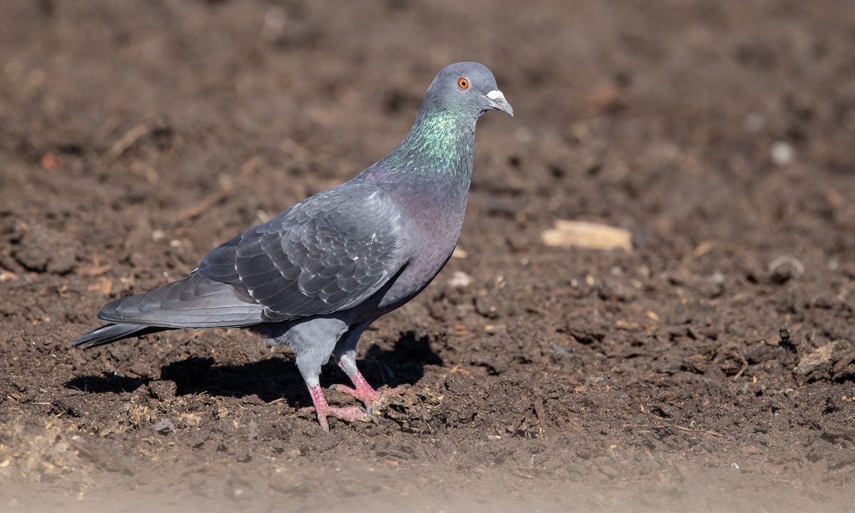 Rock Pigeon (Feral Pigeon) - ML299508681