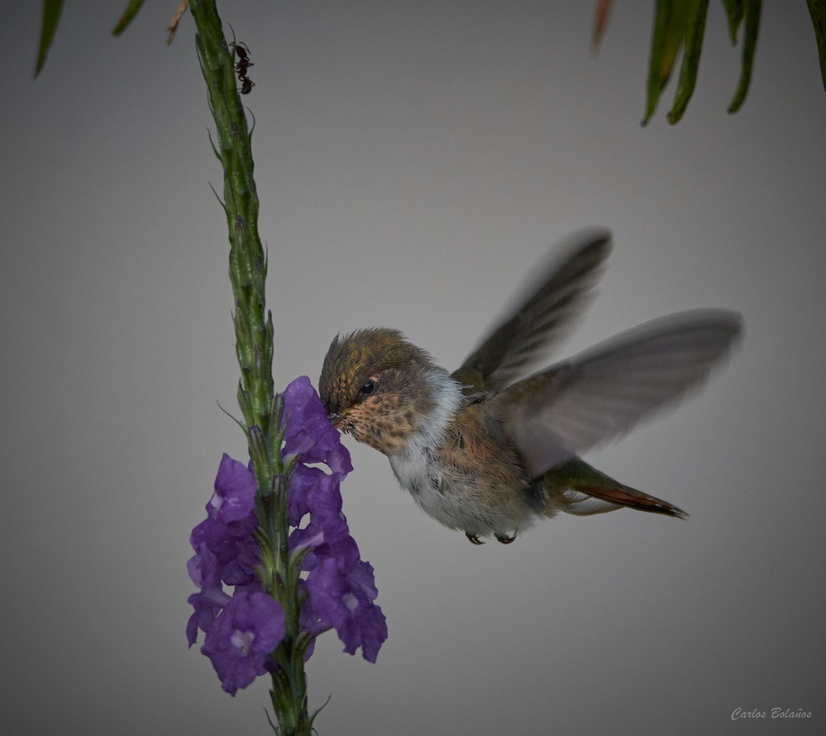 Scintillant Hummingbird - Carlos  Bolaños