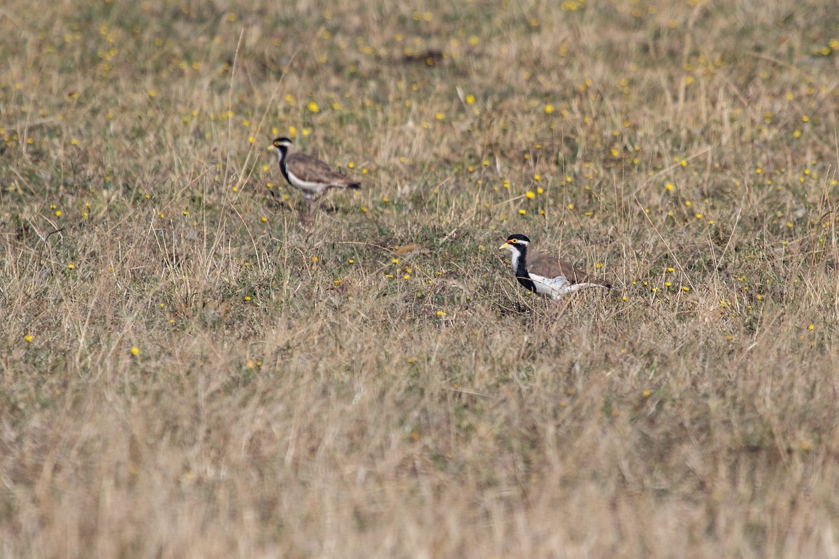 Banded Lapwing - ML299515091