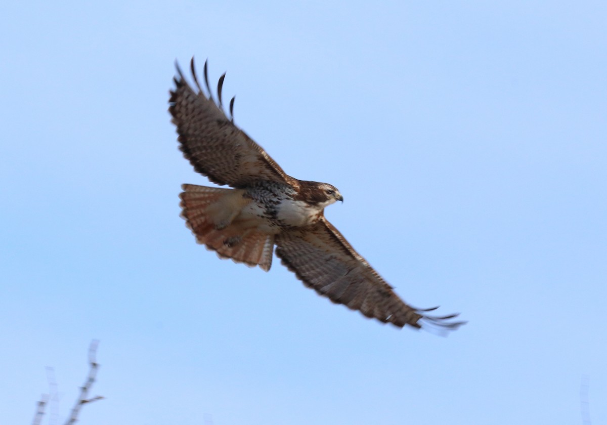 Red-tailed Hawk - Mark E Land