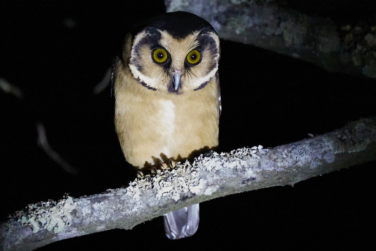Buff-fronted Owl - ML299518321