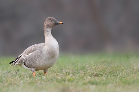 tundra bean goose