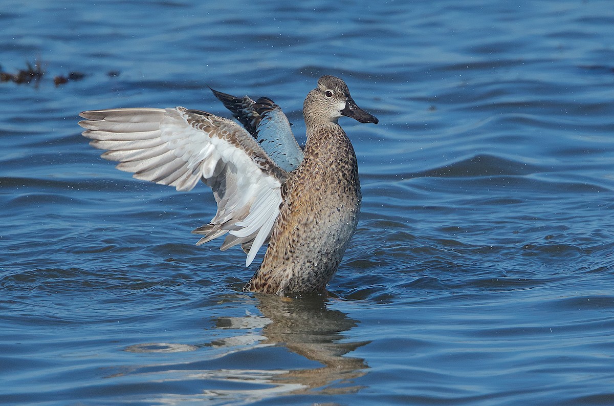 Blue-winged Teal - ML299521061