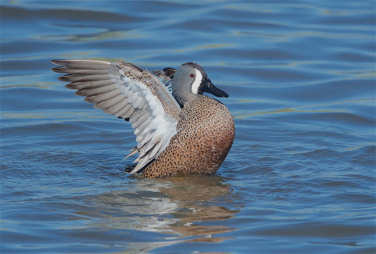 Blue-winged Teal - ML299521121