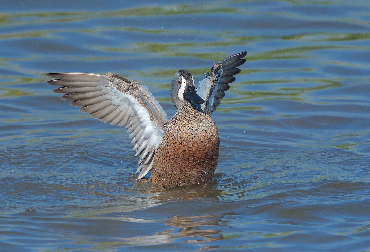 Blue-winged Teal - ML299521181