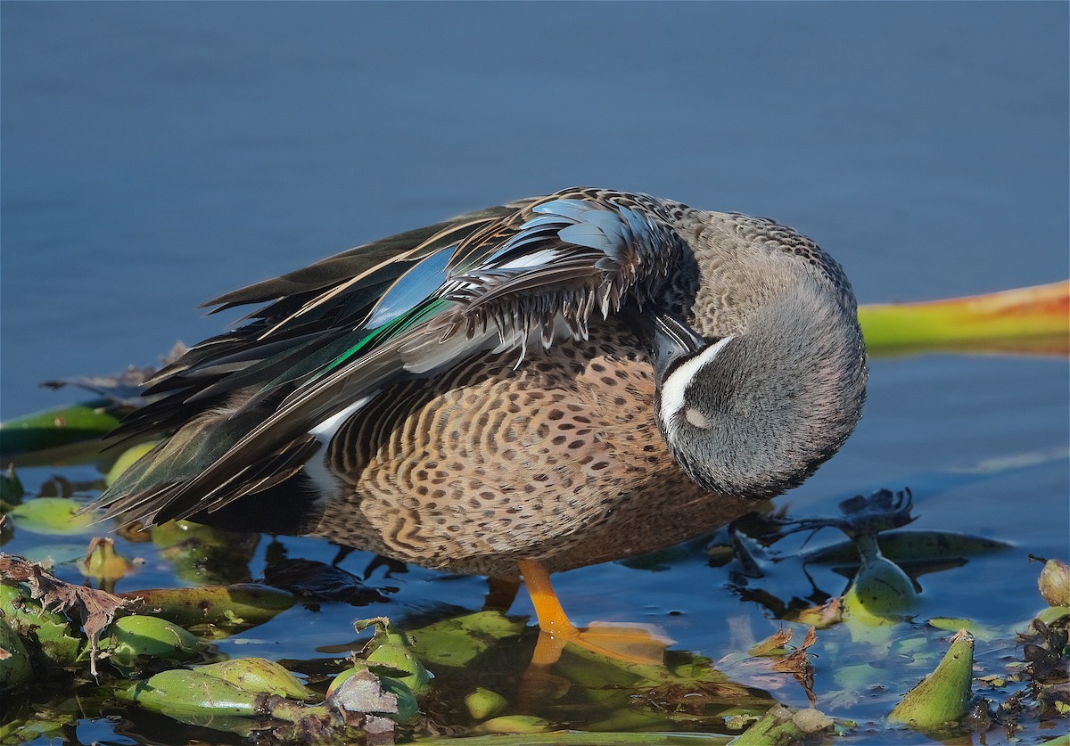 Blue-winged Teal - ML299521251