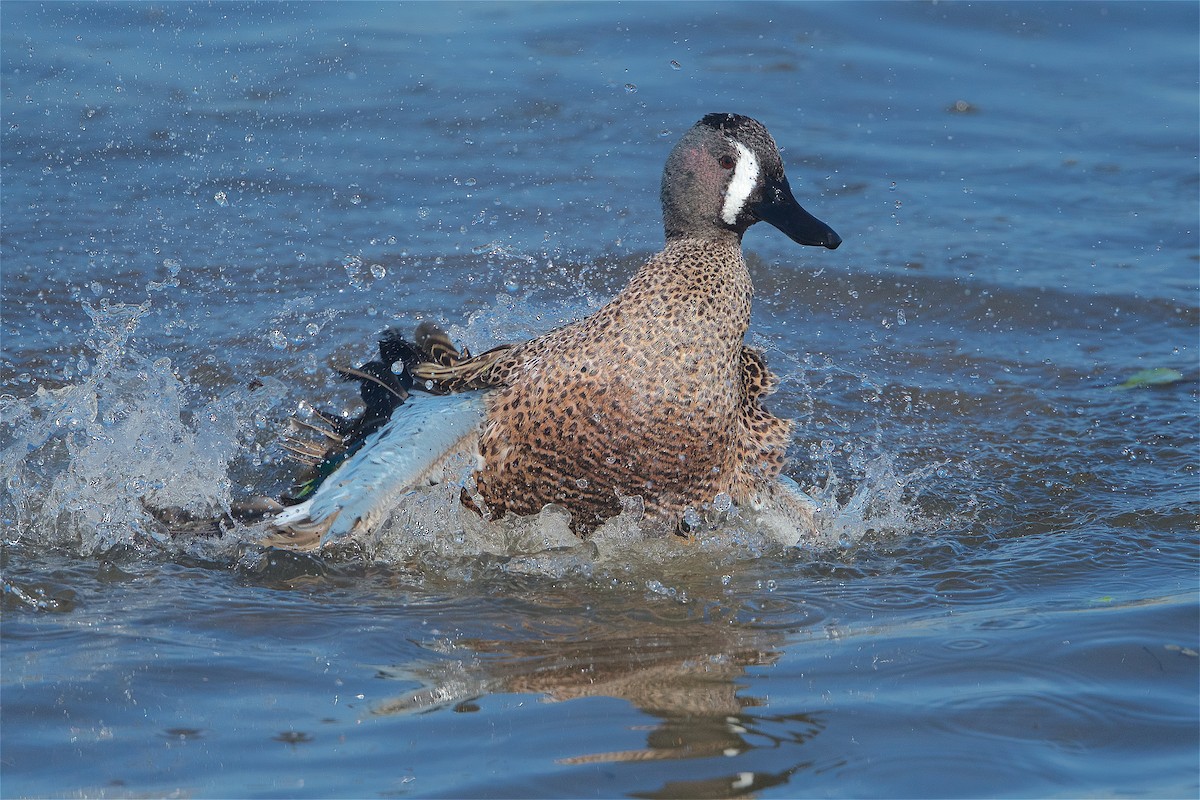 Blue-winged Teal - ML299521321