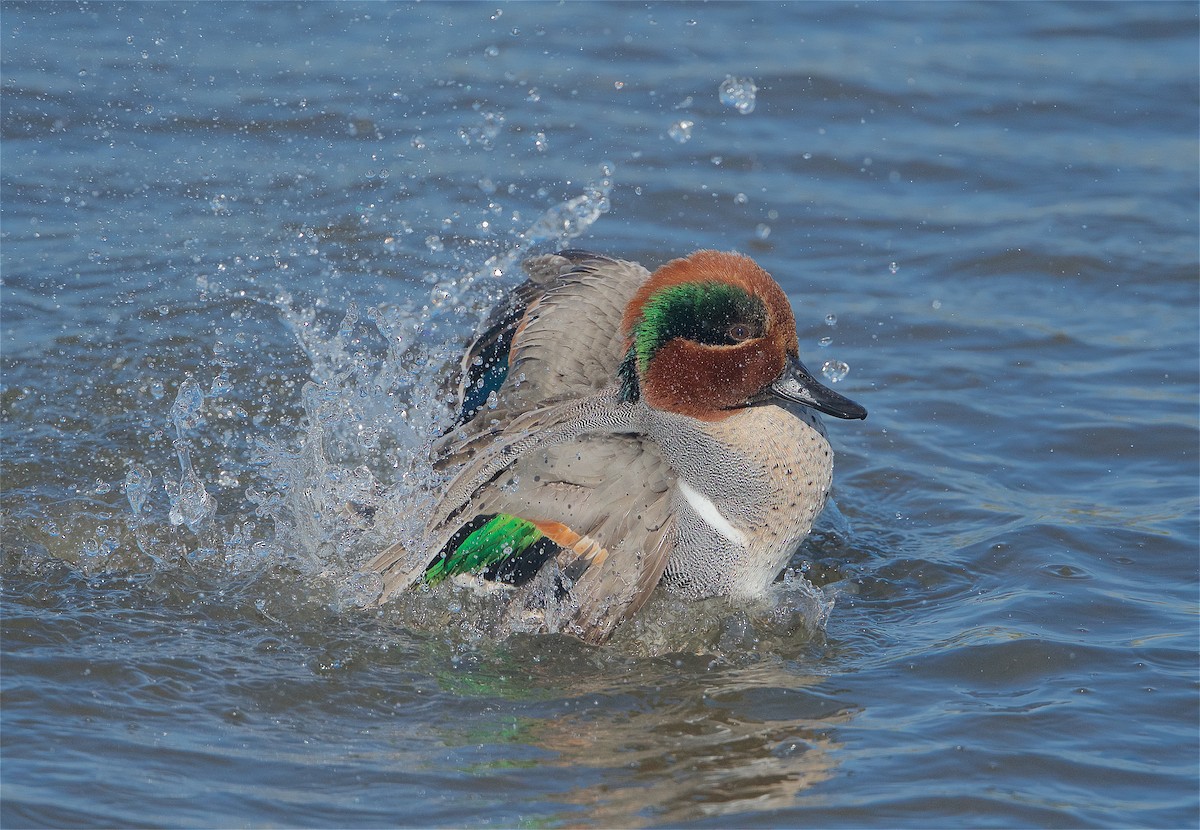 Green-winged Teal - ML299521951