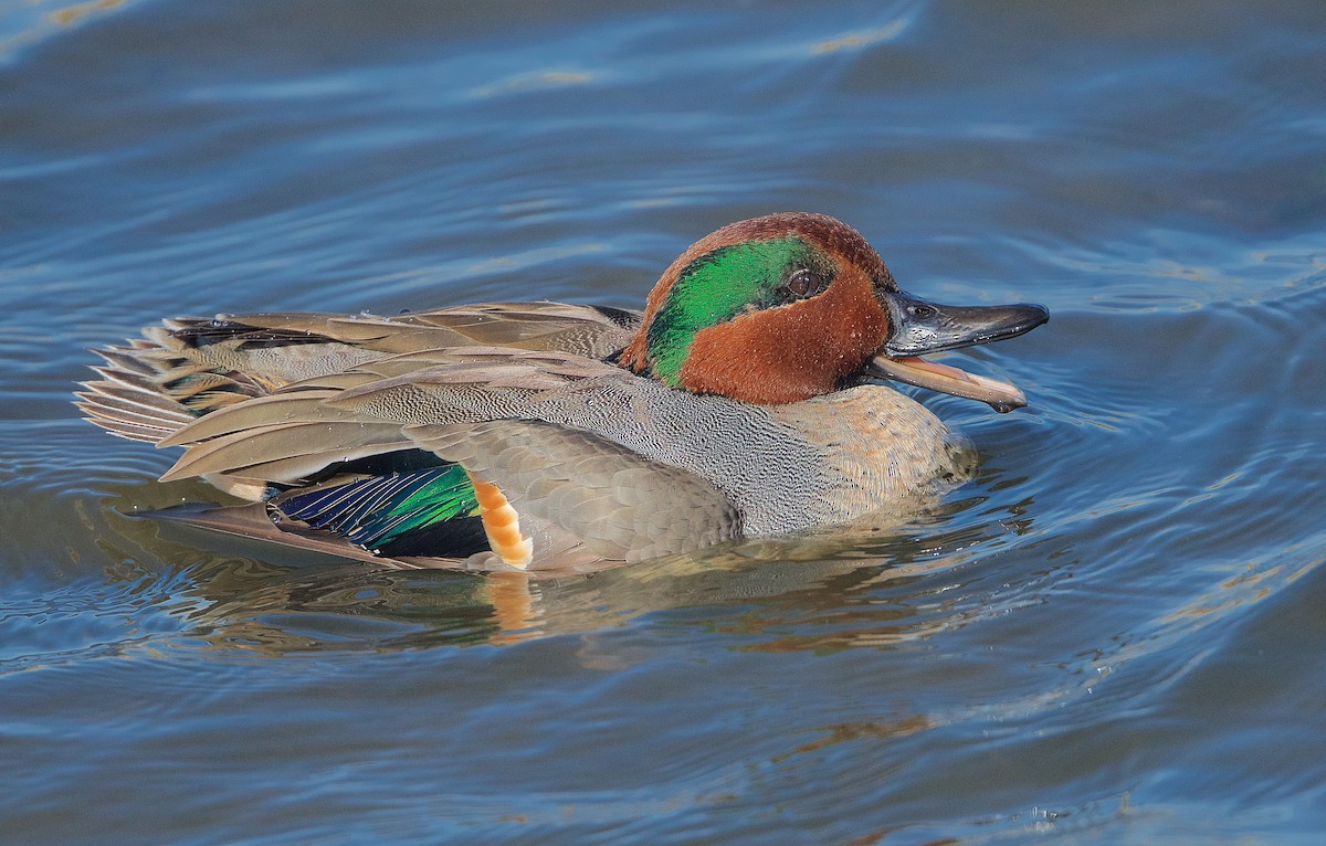 Green-winged Teal - ML299522011