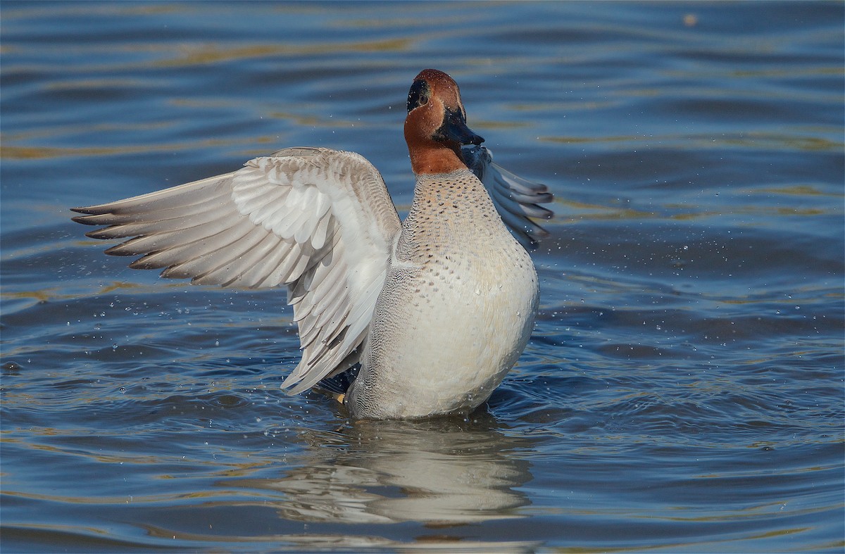 Green-winged Teal - ML299522021