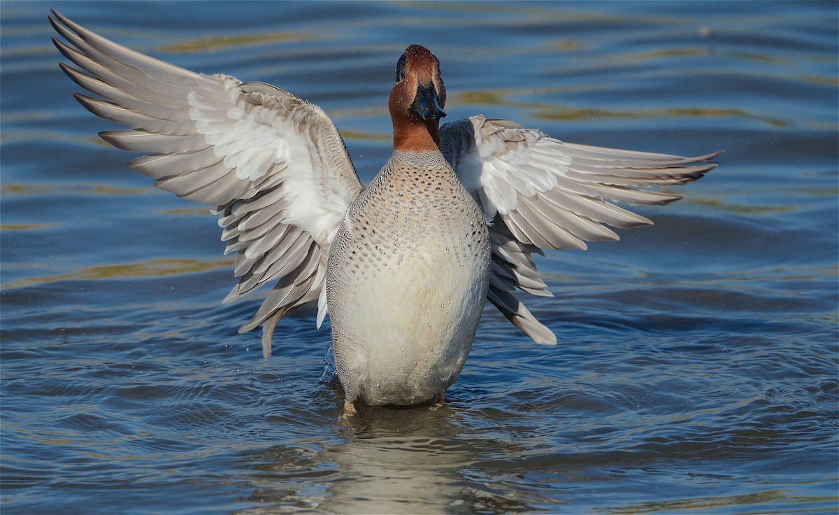 Green-winged Teal - ML299522061