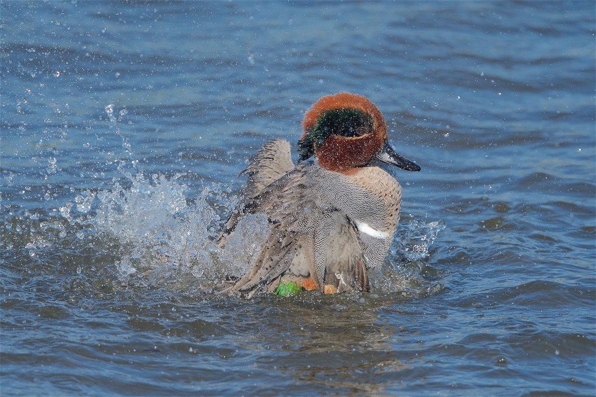 Green-winged Teal - ML299522081