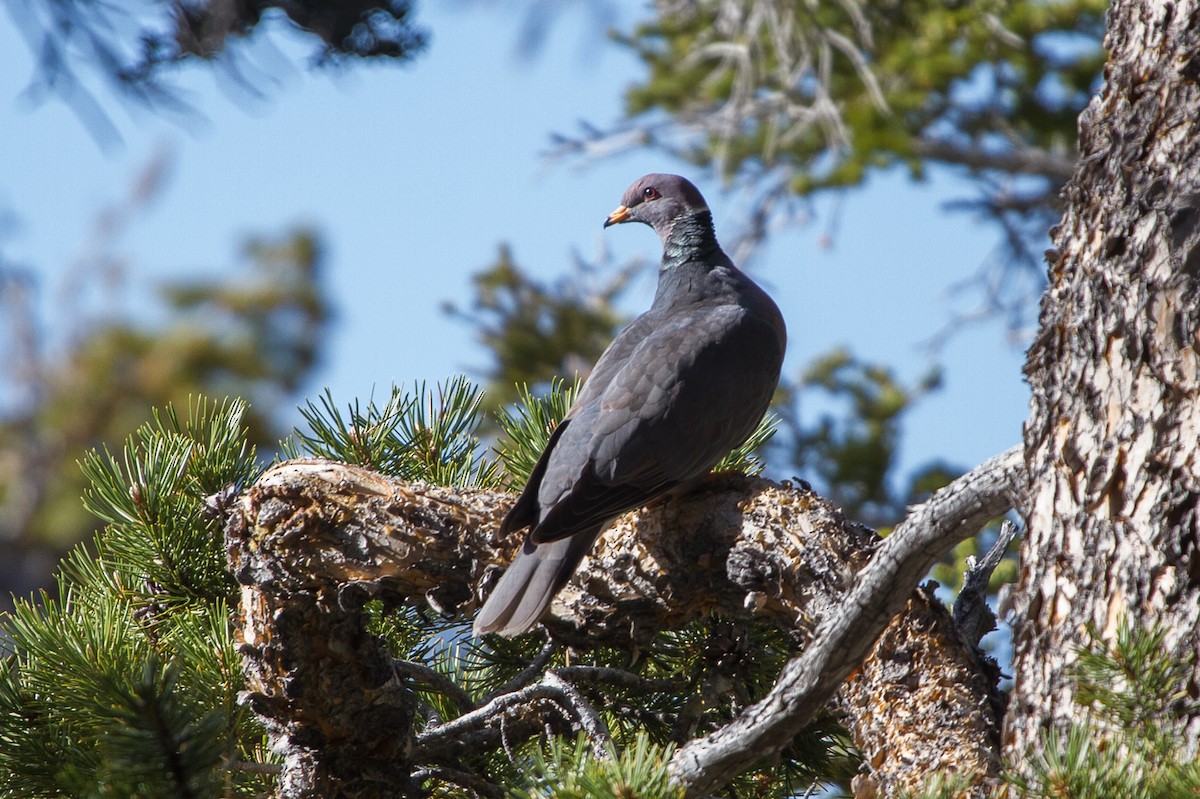 Band-tailed Pigeon - Brad Dawson