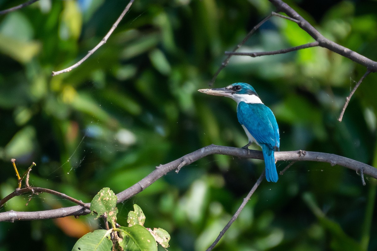 Collared Kingfisher - Ferdinand Binuya