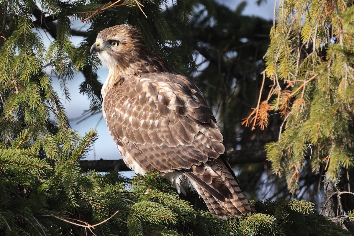 Red-tailed Hawk - ML299523991