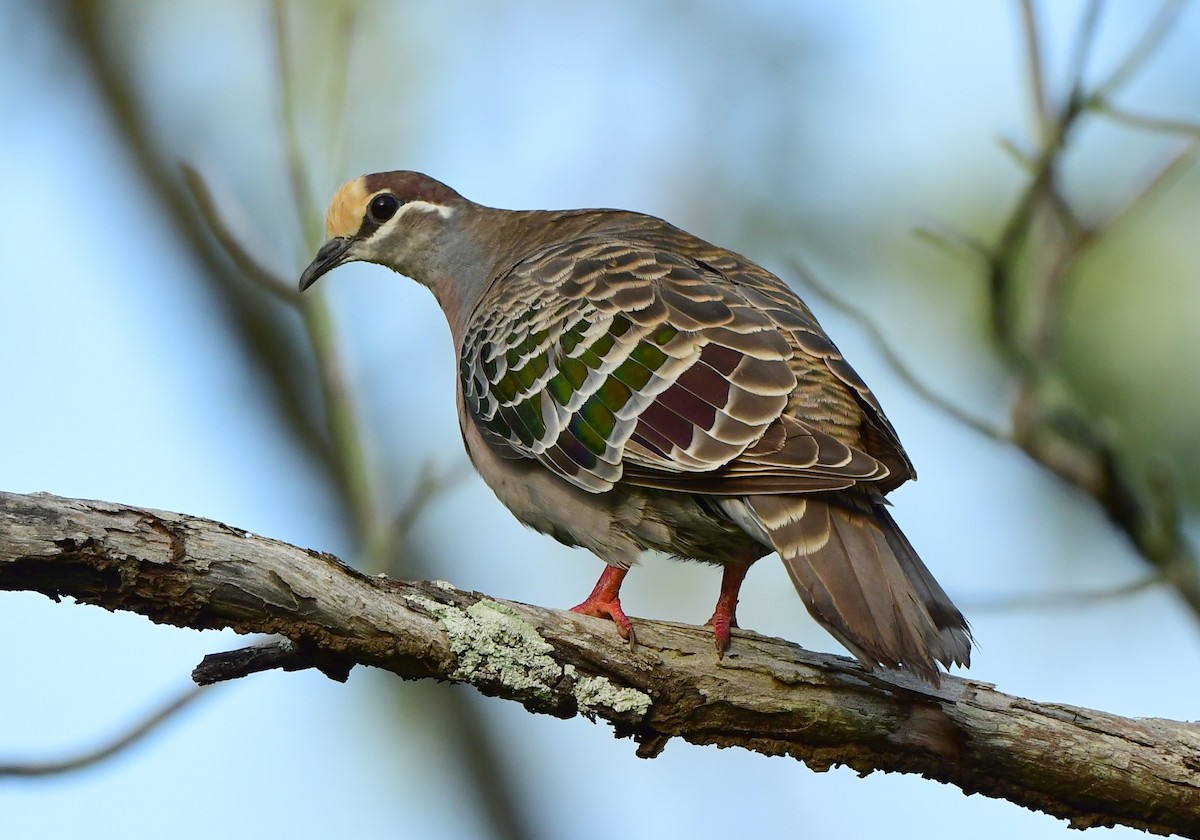 Common Bronzewing - Andy Gee