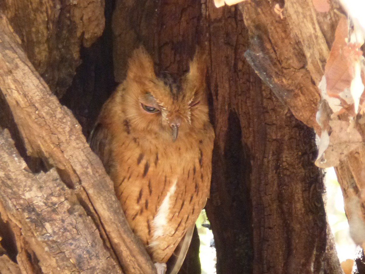 Madagascar Scops-Owl (Torotoroka) - ML29952571