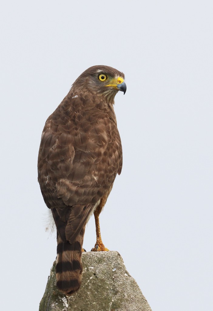 Roadside Hawk (Northern) - manuel grosselet