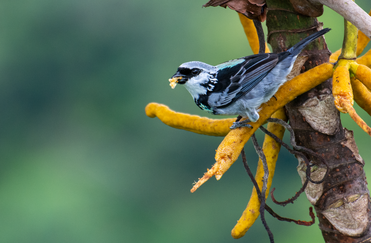 Gray-and-gold Tanager - ML299529061