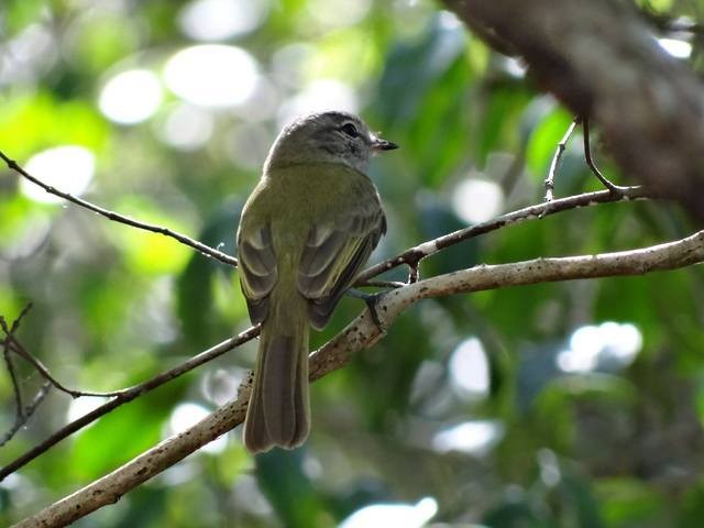 Greenish Elaenia - Angel Castillo Birdwatching Guide