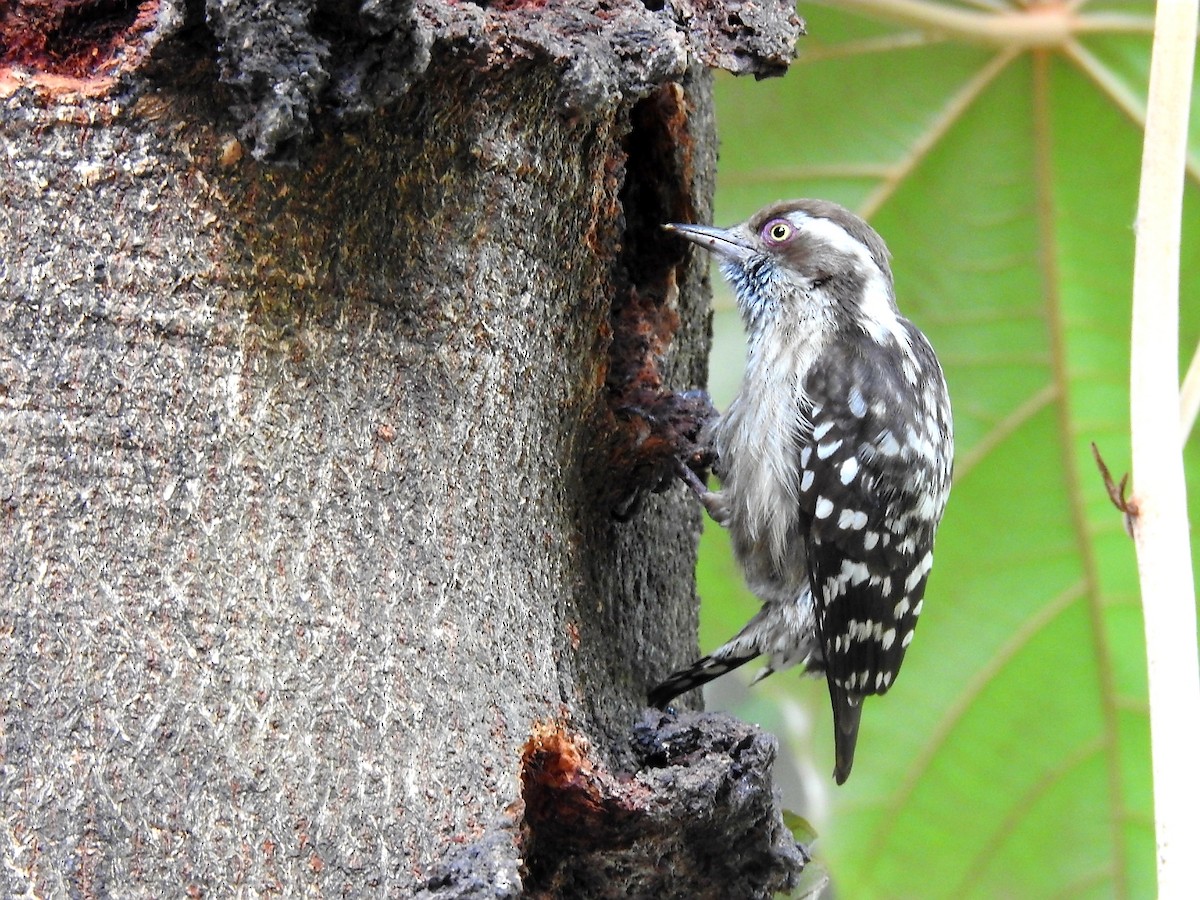 Brown-capped Pygmy Woodpecker - ML299544951
