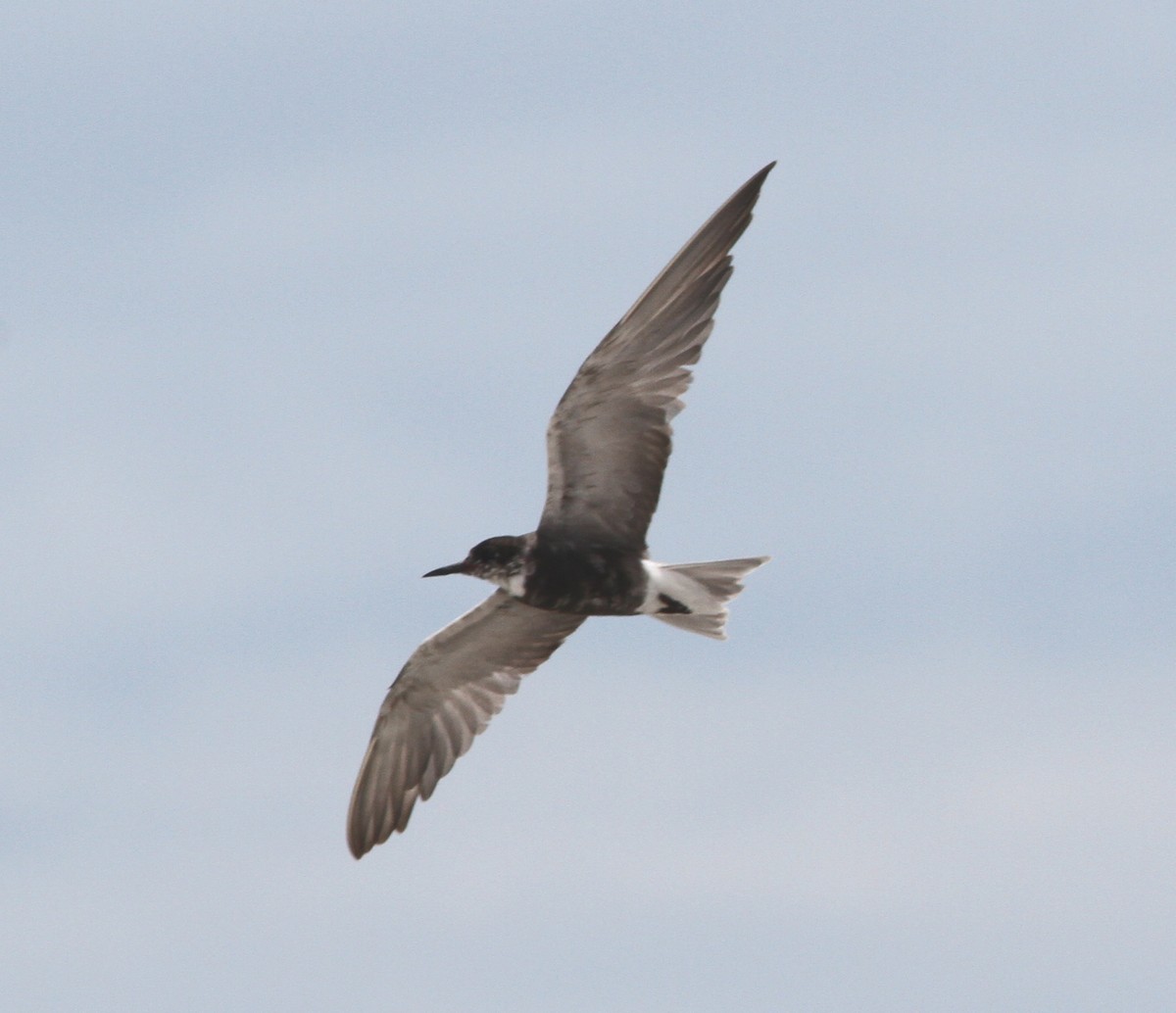 Black Tern - mitchell HARRIS