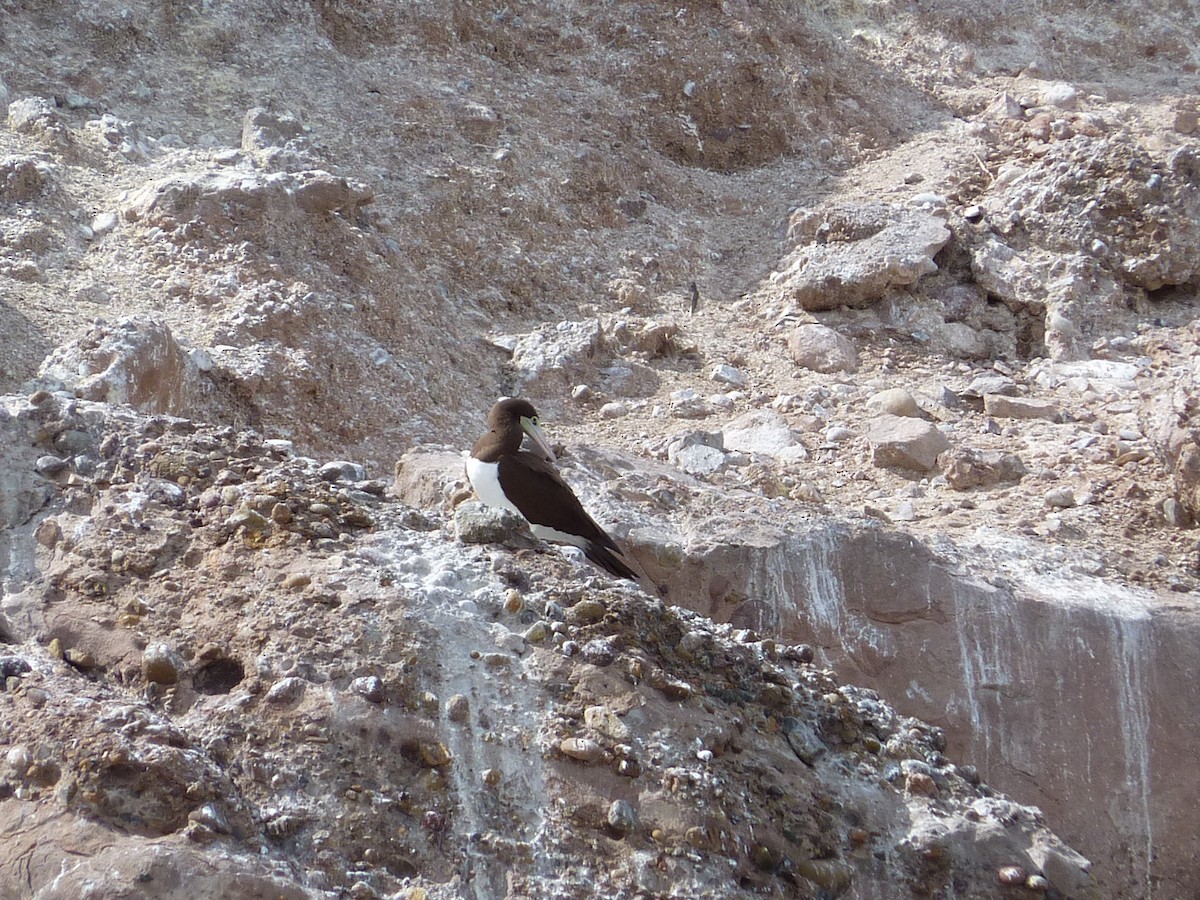 Brown Booby (Brewster's) - ML29955391