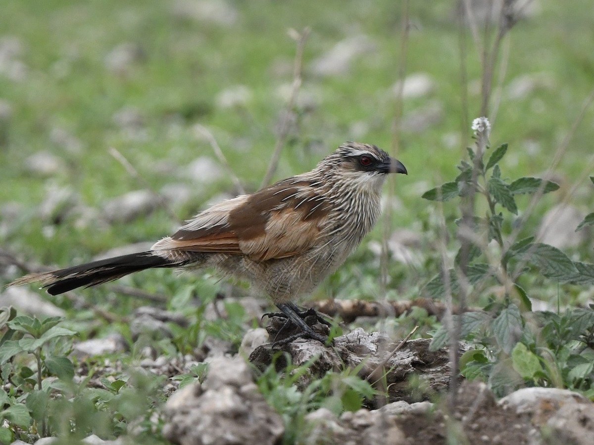 White-browed Coucal - ML299555431