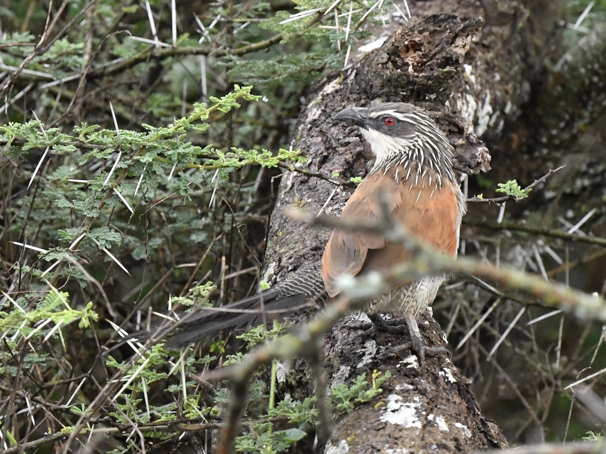 White-browed Coucal - ML299555451