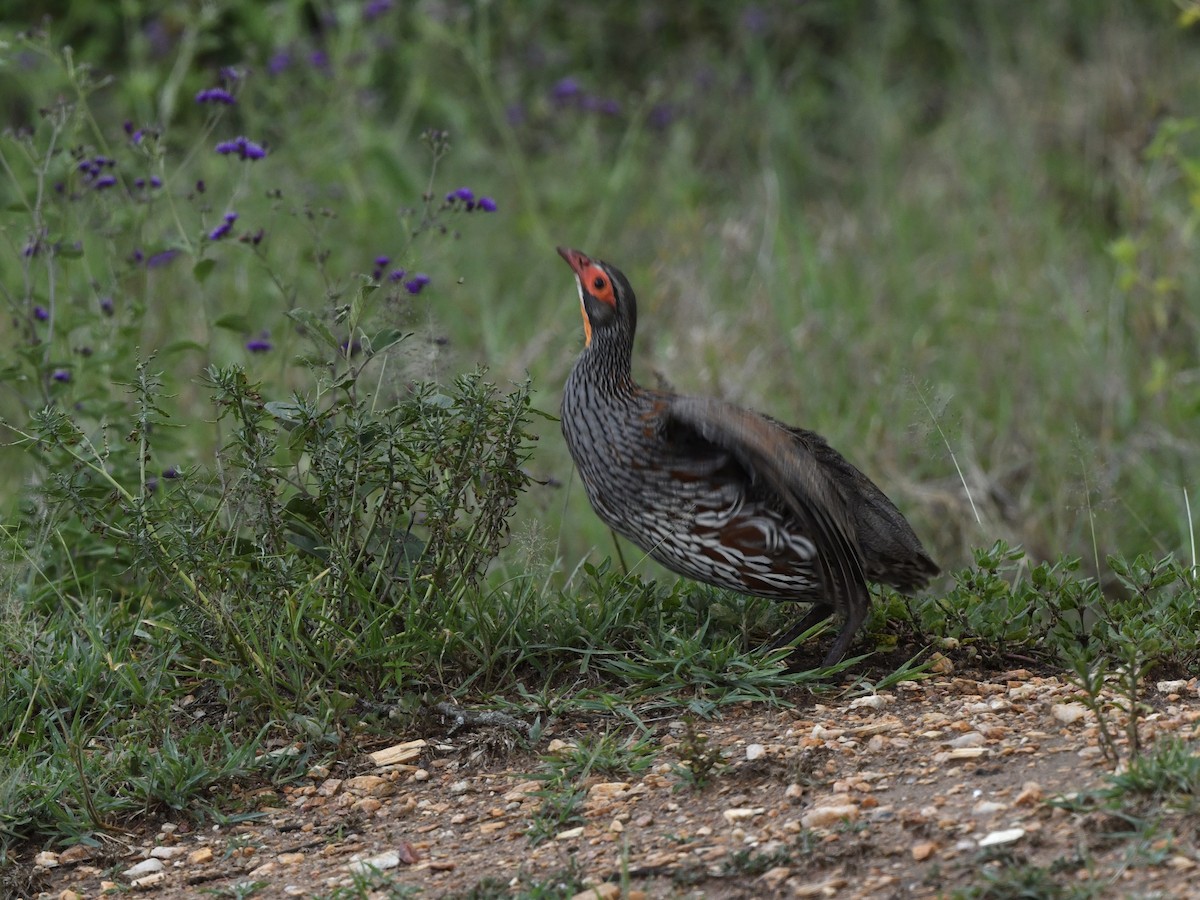 Gray-breasted Spurfowl - ML299558041