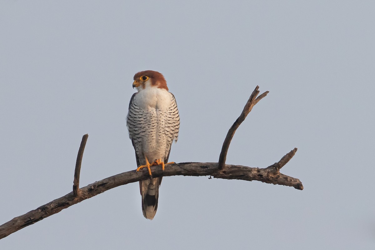 Red-necked Falcon - Hari K Patibanda